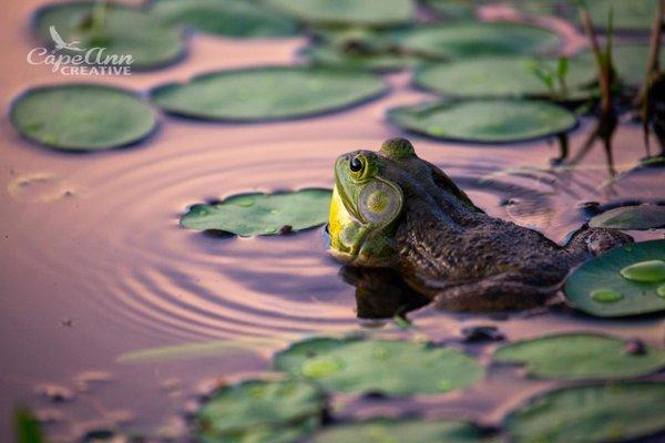 Bullfrog at Sunset, Gloucester, MA, June 2020