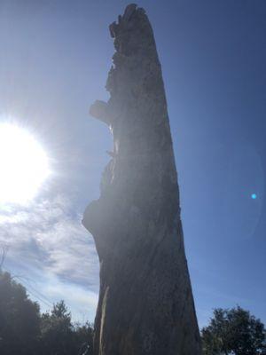 Eucalyptus stump, wood pecker home