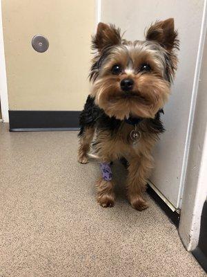 Walter loves St. Paul Pet Hospital.