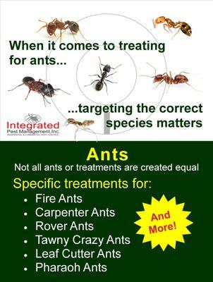 Treatments for many varieties of ants.