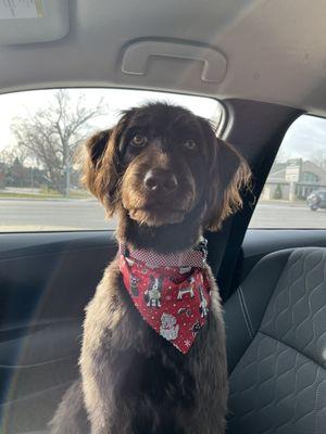 Post-grooming picture