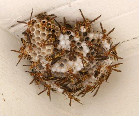 Paper Wasps