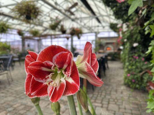 Gladiolus on the Wine Garden