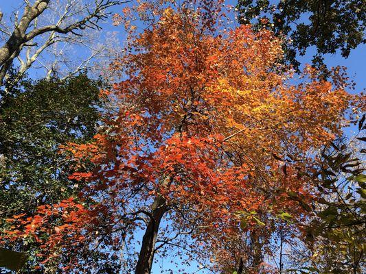 Foliage on Thanksgiving Day 2020.