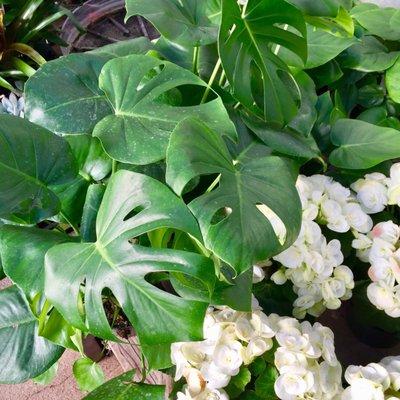 Monstera and spring flowers