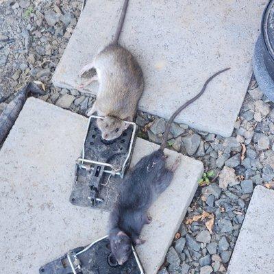 Two rats that were caught recently after months of regular trapping.