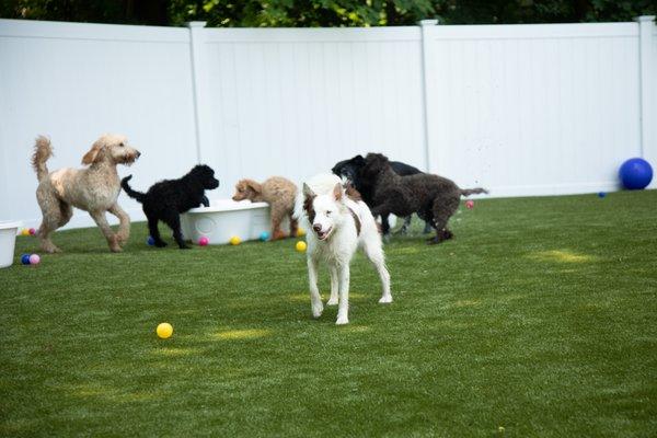 Some of our furry friends having a blast!