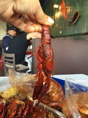 Crawfish are big and spicy