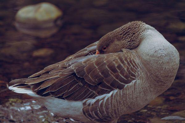 Greylag Goose