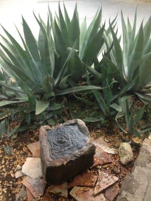 The fountain and agave