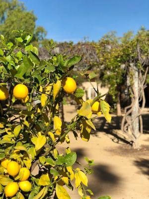 Fruit Trees in abundance