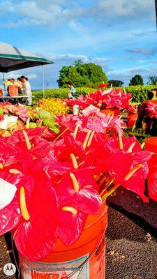 Beautiful anthuriums + more at the Kinoole Farmer's Market.