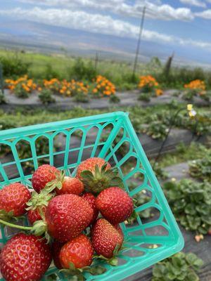 U-pick strawberries