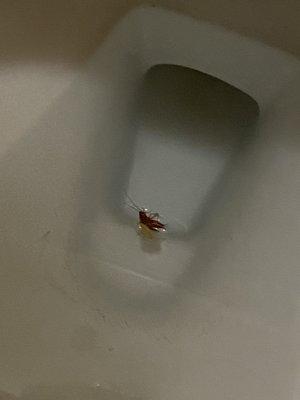 Roach I put in the toilet after I killed it