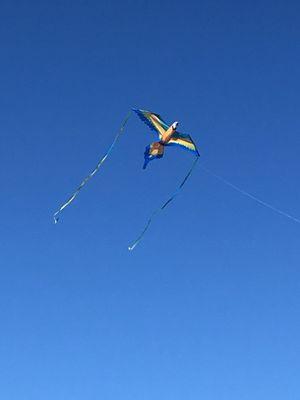 Our Blue and Gold Macaw kite flying!!