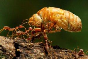 New York City Pest Bedbugs and Termite Control