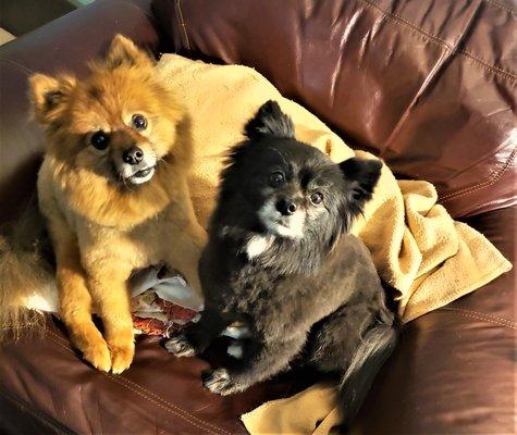 Not the best photo, but Bella and Buddy are happy with their haircuts!