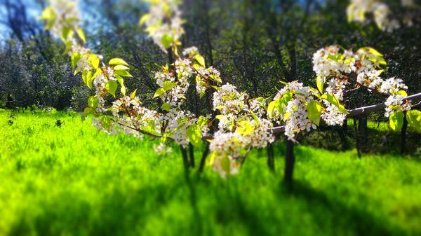 White blossoms