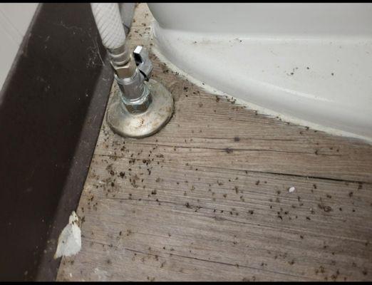 Dead sewer flies on floor of bathroom by toilet