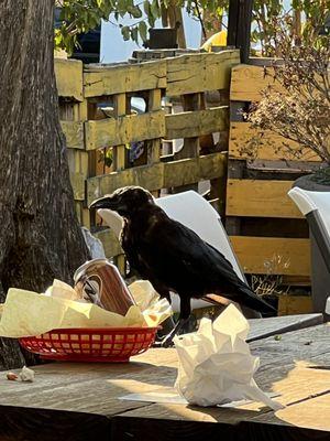 Crows on the table eating out of dirty dishes which were there the whole time we were there.