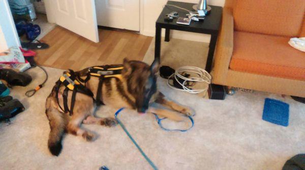 GSD in a brace after his legs were severely infected after boarding at Camino Verde.