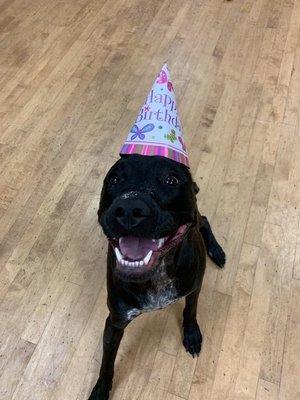 My dog at The Polished Pooch on her birthday.