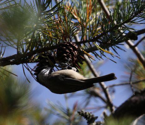 Carolina Chickadee