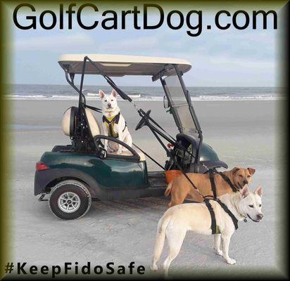 Our dogs, Lily, Zeva, and Willow demonstrating golf cart safety systems.