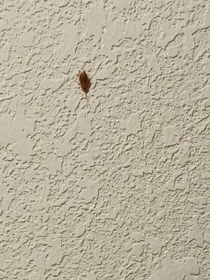 Roach on our bedroom wall in thr ckarion hotel in Ronkonkoma.. I was up all night after killing 3 of them.