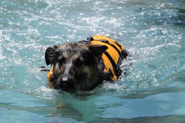 Any dog can swim at any time of the year at The Barkley's indoor pool.