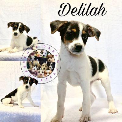 Jack Russell/Beagle mix pups $350 www.yourdreampuppy.com