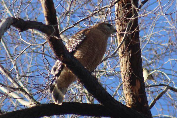 Beautiful Hawk!!!