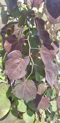 Redbud trees are gorgeous