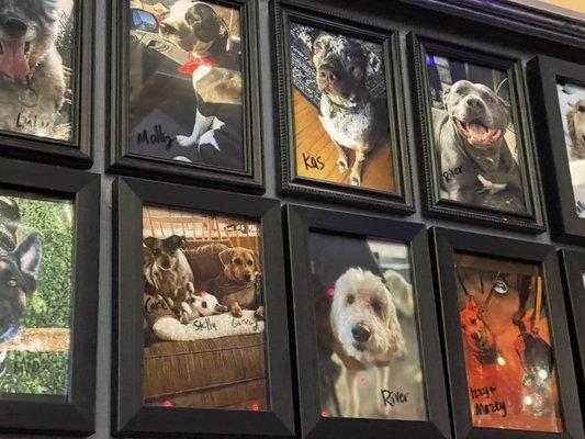 Fun to see this wall of dog pictures. My Instagram feed is filled with pictures of dogs who visit my gallery. I call them dog blessings.