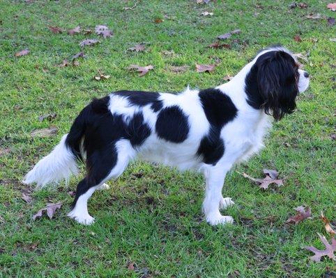 Eevee Tri Color Cavalier King Charles Spaniel.
  15 lbs . One of our girls.