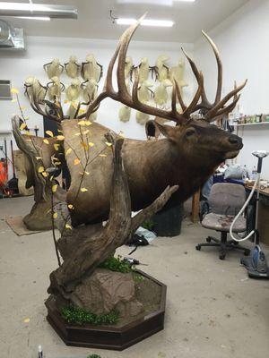 Record Oregon bull pedestal