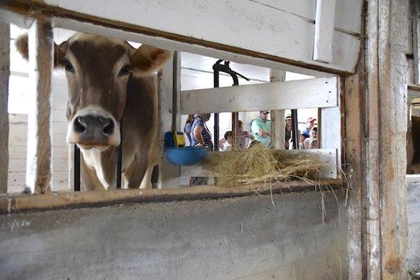 The homestead barns and buildings are open for discovery and demonstrations (in season)