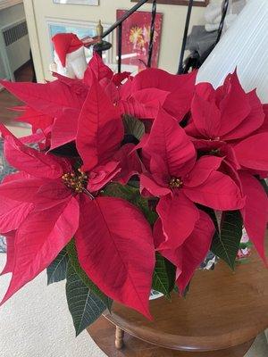 Poinsettia beauty got one for me too!