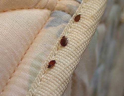 'Don't let the bed bugs bite!' Call us today! 