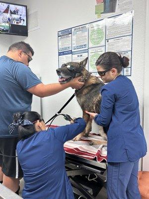 Laser therapy on a german shepherd with arthritis