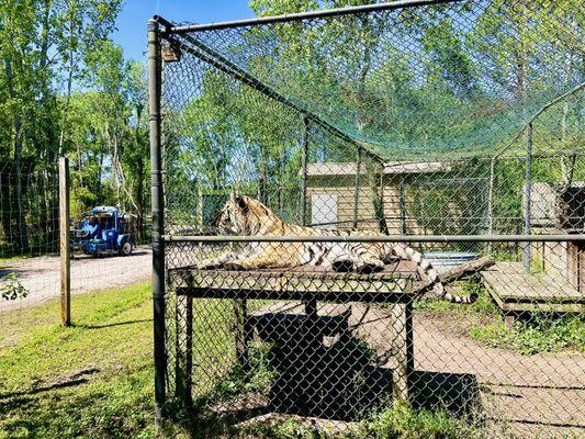 Catty Shack Ranch Wildlife Sanctuary