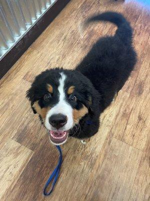 Hagrid - from Puppy to Big Dog Camp Counselor helping keep our Dog Pack safe and in order.