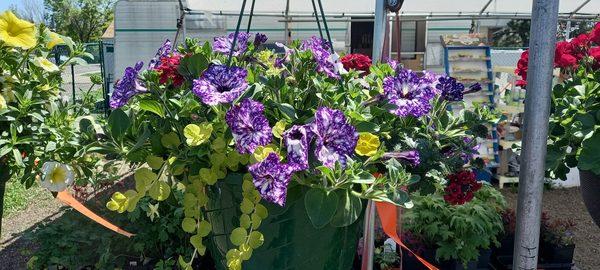 Starry night series of petunias in basket.