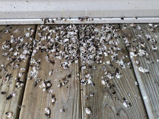 More poop on the stairs as you walk to your door. Never cleaned.