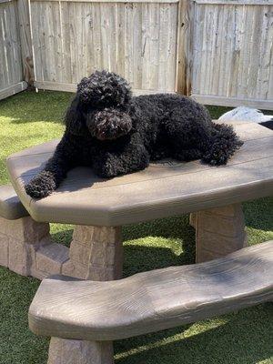 Miss Bo enjoying the outside play area at Dingo's