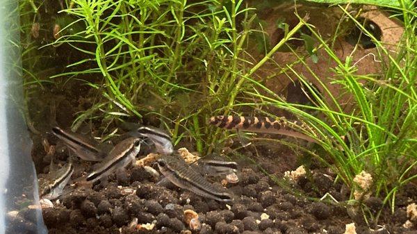 Pygmy corydora and kuhli loach