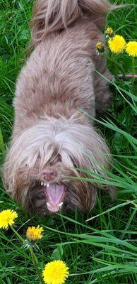 Furrausaurus fluffy mohawk