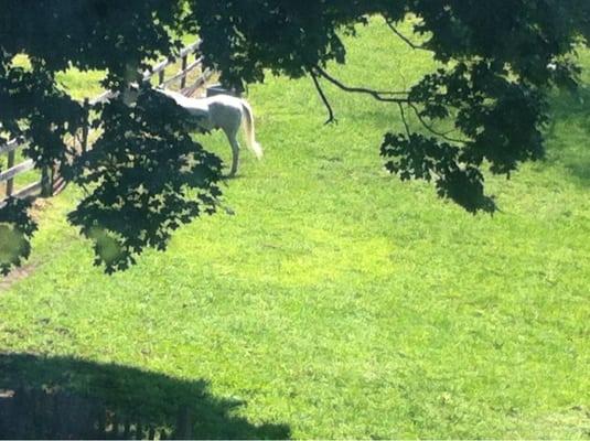 Horse in meadow