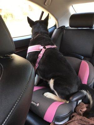 How Hush rides to the Vet.