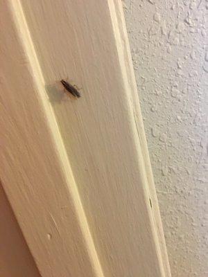 The bugs flying EVERYWHERE along with roaches and spiders. I paid an extra $50 a month on an exterminator they claimed was "not necessary"